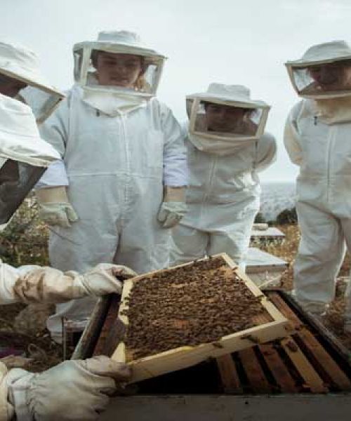 L'apiculture à Baraka Destin