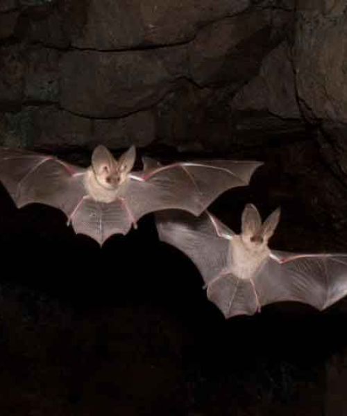 Feynan Bats 